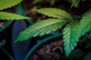 Closeup of a leaf on a marijuana plant