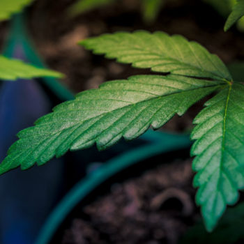 Closeup of a leaf on a marijuana plant