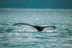 Orca tail cresting over water