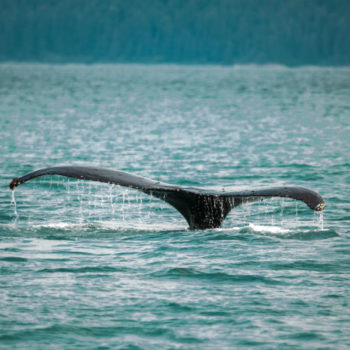 Orca tail cresting over water